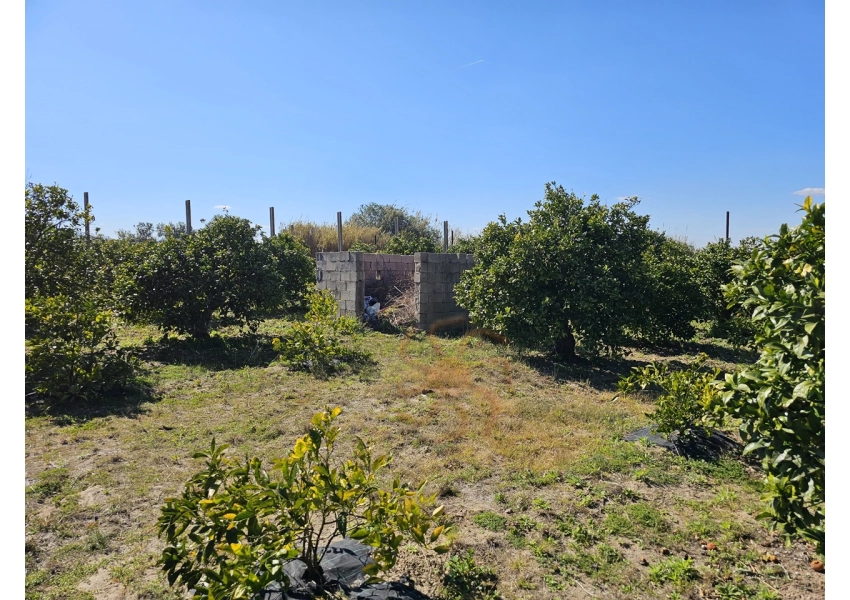 Sad pomarańczowy 350m od plaży w Cullera, Walencja